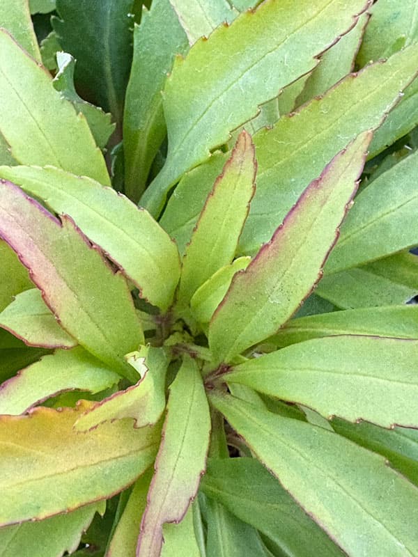 松村ナーセリーさんのクリスマスローズ（原種系）：フェチダス　ミニオン　ルージュ3.5号ロングポット