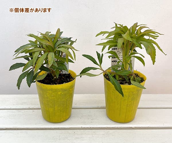 松村ナーセリーさんのクリスマスローズ（原種系）：フェチダス　ミニオン　ルージュ3.5号ロングポット