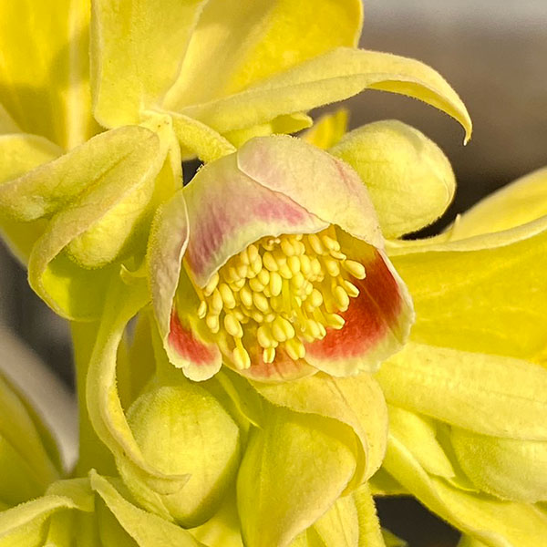 松村ナーセリーさんのクリスマスローズ（原種系）：フェチダス　ミニオン　ルージュ3.5号ロングポット