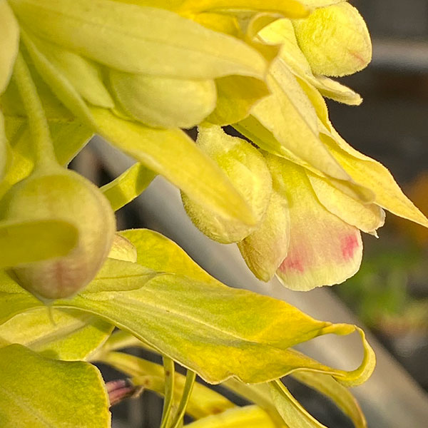 松村ナーセリーさんのクリスマスローズ（原種系）：フェチダス　ミニオン　ルージュ3.5号ロングポット