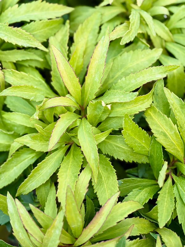 松村ナーセリーさんのクリスマスローズ（原種系）：フェチダス　ミニオン　ルージュ3.5号ロングポット