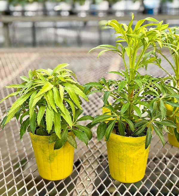 松村ナーセリーさんのクリスマスローズ（原種系）：フェチダス　ミニオン　ルージュ3.5号ロングポット