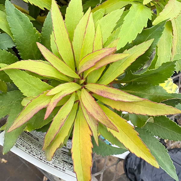 松村ナーセリーさんのクリスマスローズ（原種系）：フェチダス　ミニオン　ルージュ3.5号ロングポット