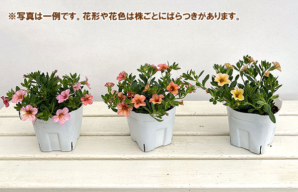 園芸ネット本店｜カリブラコア：ミリオンベルアンティークオレンジ4号