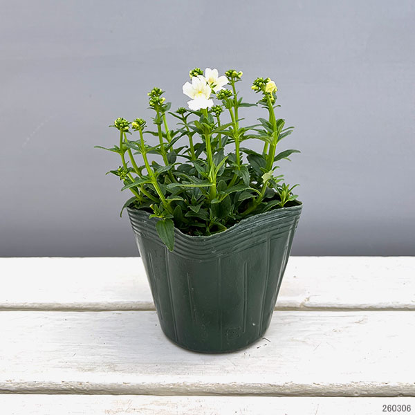 ネメシア：メーテル　スノースワン3.5号ポット 3株セット