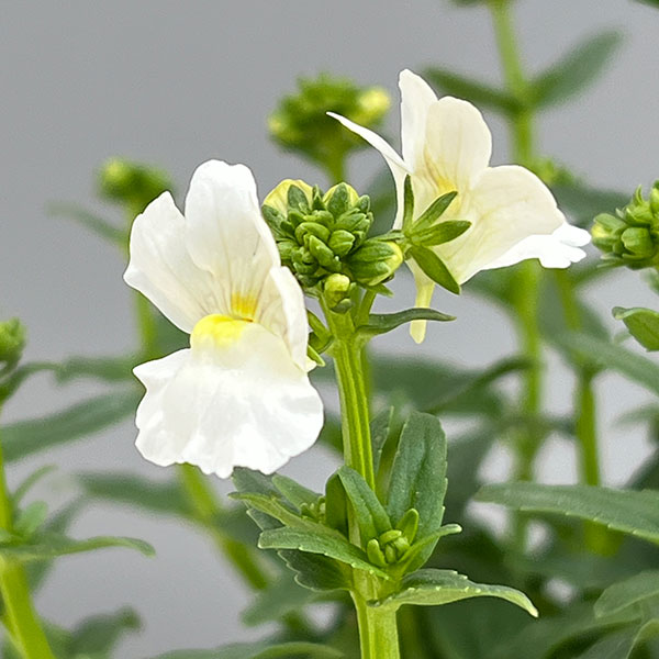 ネメシア：メーテル　スノースワン3.5号ポット 3株セット