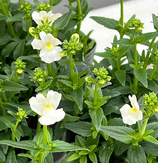 ネメシア：メーテル　スノースワン3.5号ポット 3株セット