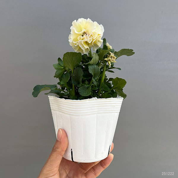 パンジー（八重咲き）：アチュード3.5号ポット