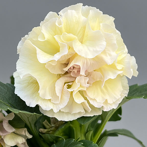 パンジー（八重咲き）：アチュード3.5号ポット