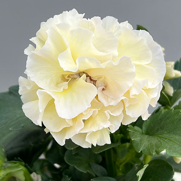 パンジー（八重咲き）：アチュード3.5号ポット