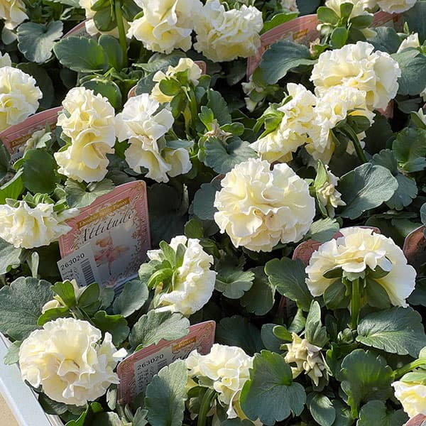 パンジー（八重咲き）：アチュード3.5号ポット