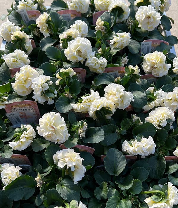 パンジー（八重咲き）：アチュード3.5号ポット