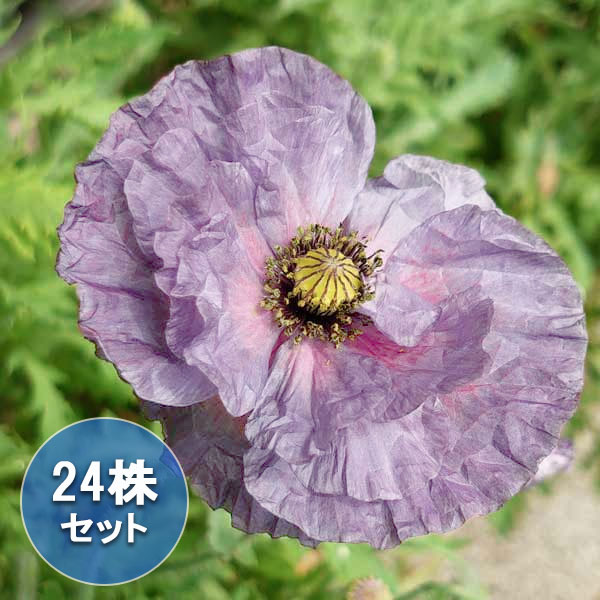 [送料無料]ポピー：アメージンググレー3号ポット* 24株セット
