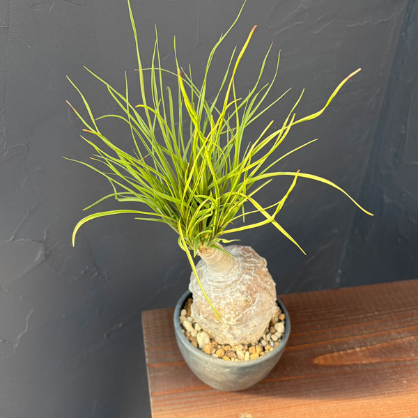 トックリラン：じっくり育てたトックリラン（ノリナ）　3号25-01