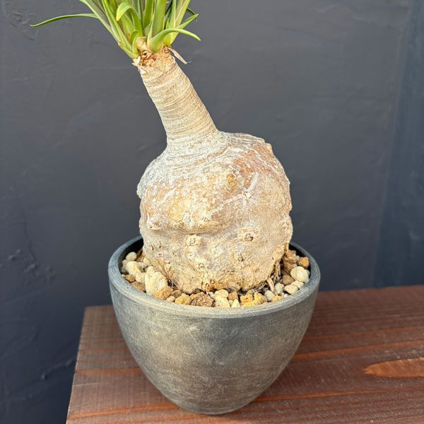 トックリラン：じっくり育てたトックリラン（ノリナ）　3号25-01