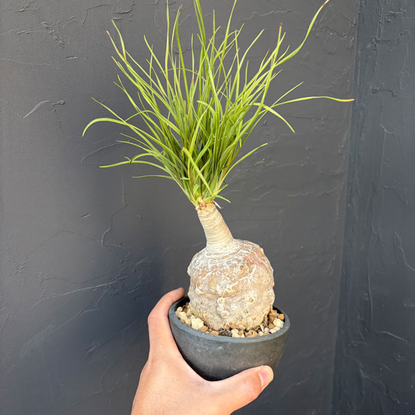 トックリラン：じっくり育てたトックリラン（ノリナ）　3号25-01