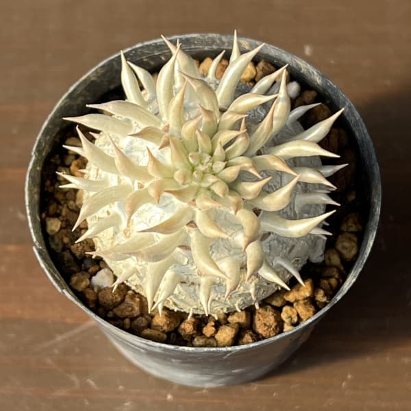 パキポディウム：エニグマチカム（実生株セレクト）　2号鉢植え