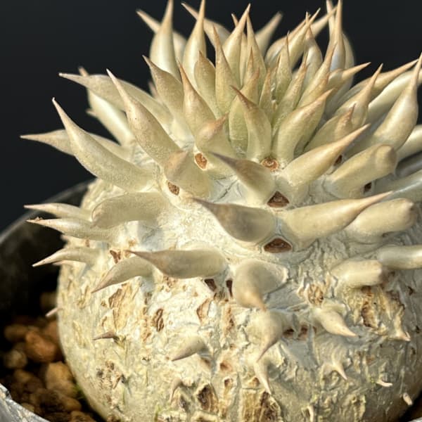 パキポディウム：エニグマチカム（実生株セレクト）　2号鉢植え