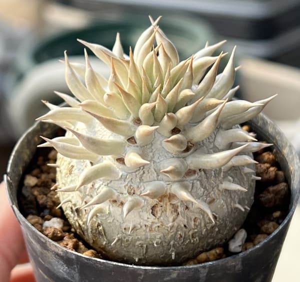 パキポディウム：エニグマチカム（実生株セレクト）　2号鉢植え