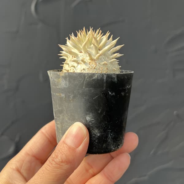 パキポディウム：エニグマチカム（実生株セレクト）　2号鉢植え