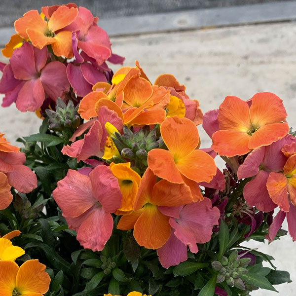 エリシマム：レヤ オレンジグロー3号ポット