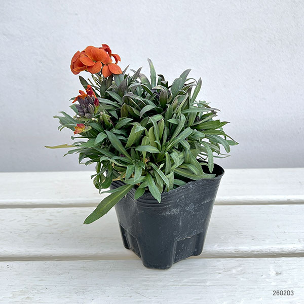 エリシマム:レヤ オレンジグロー3号ポット