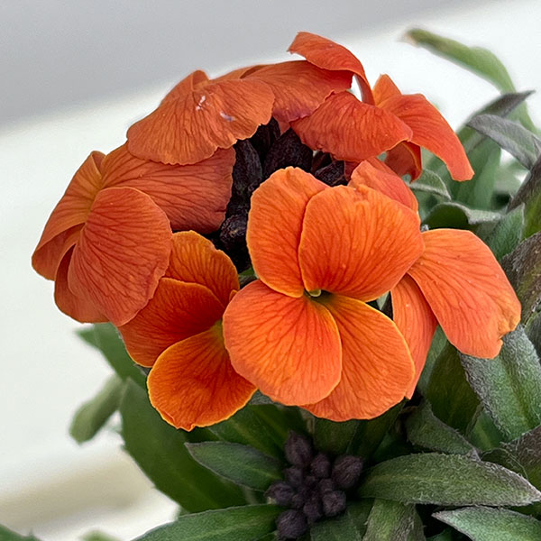 エリシマム:レヤ オレンジグロー3号ポット