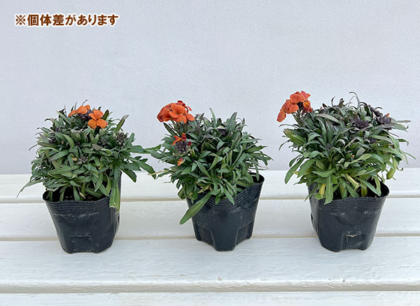 エリシマム:レヤ オレンジグロー3号ポット