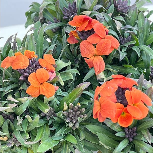 エリシマム:レヤ オレンジグロー3号ポット