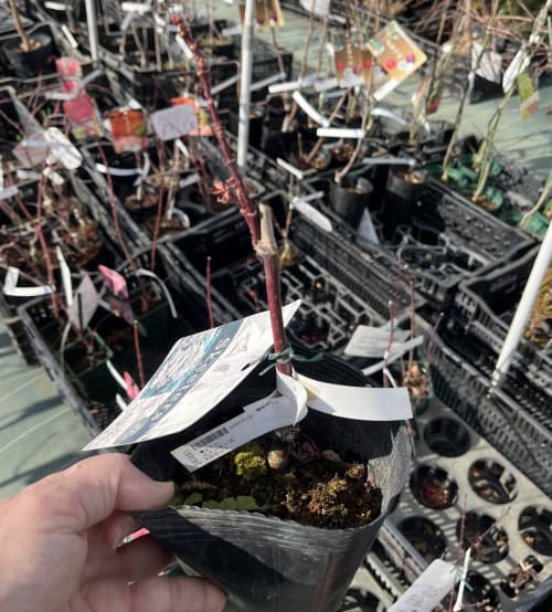 （わけあり特価）モミジ：スケーターズ4号ポット