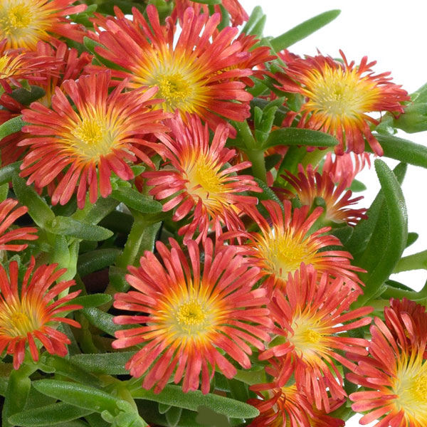 [26年3月中下旬予約]マツバギク：おひさま花火 サンドジェム ダークオレンジ3号ポット