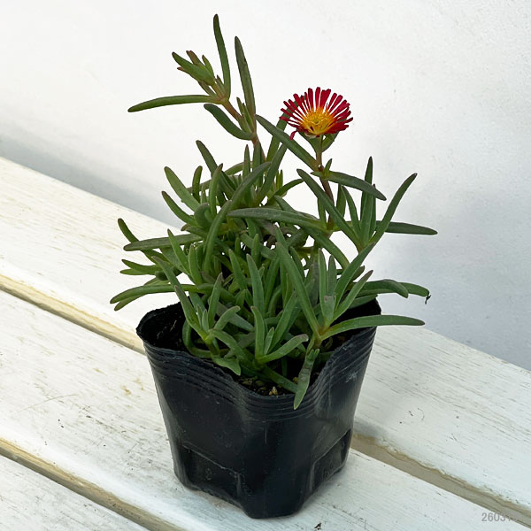 マツバギク：おひさま花火 サンドジェム ダークオレンジ3号ポット