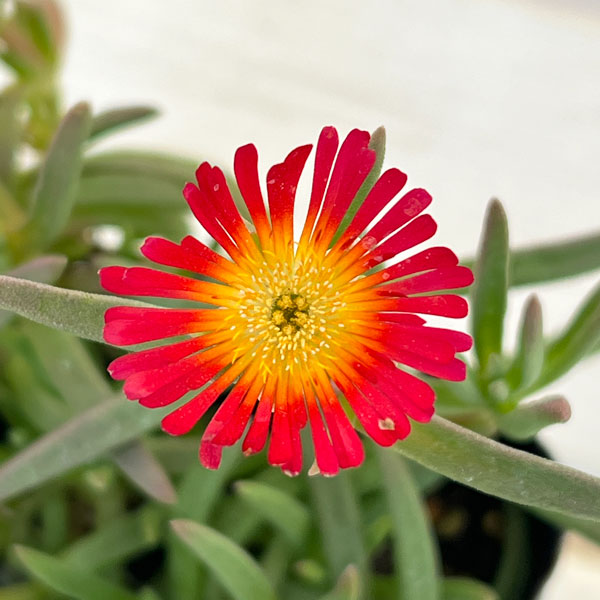 マツバギク：おひさま花火 サンドジェム ダークオレンジ3号ポット