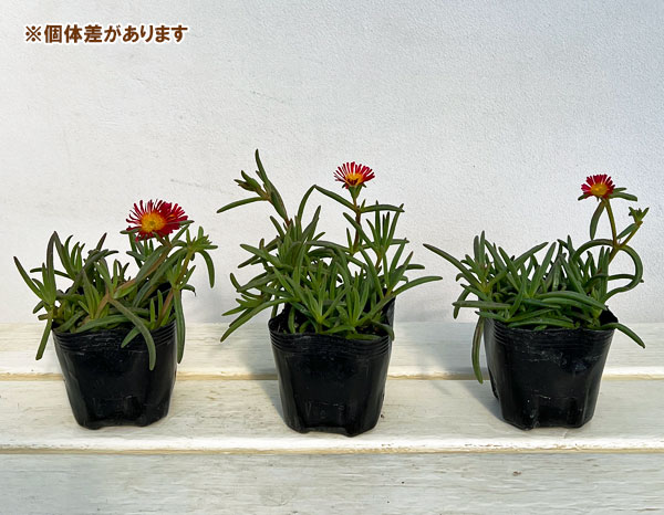 マツバギク：おひさま花火 サンドジェム ダークオレンジ3号ポット