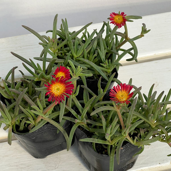 マツバギク：おひさま花火 サンドジェム ダークオレンジ3号ポット