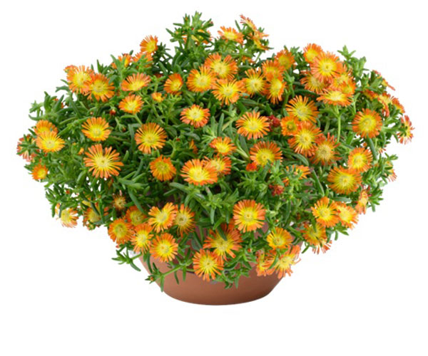 [26年3月中下旬予約]マツバギク：おひさま花火 サンドジェム エンバー3号ポット