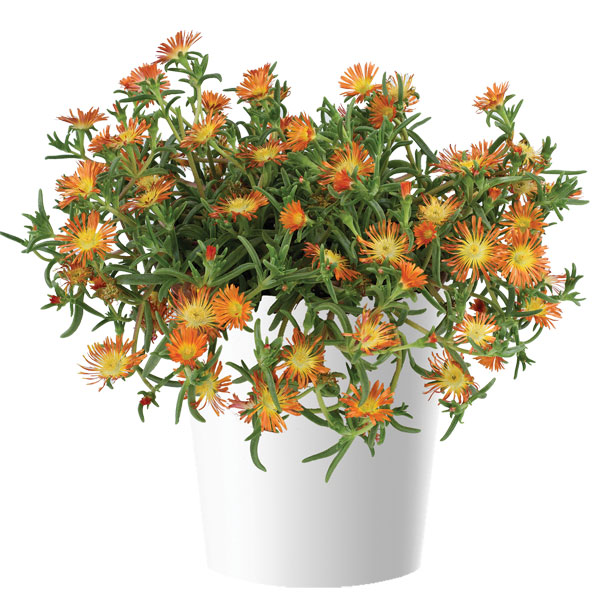 [26年3月中下旬予約]マツバギク：おひさま花火 サンドジェム エンバー3号ポット