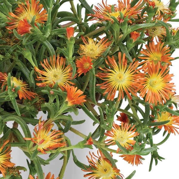 [26年3月中下旬予約]マツバギク：おひさま花火 サンドジェム エンバー3号ポット