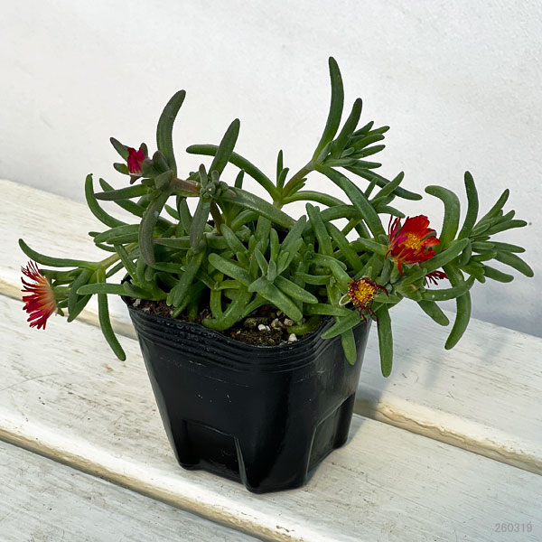 マツバギク：おひさま花火 サンドジェム エンバー3号ポット