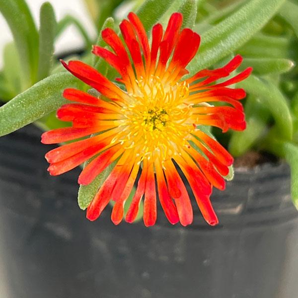 マツバギク：おひさま花火 サンドジェム エンバー3号ポット