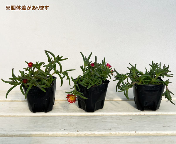 マツバギク：おひさま花火 サンドジェム エンバー3号ポット