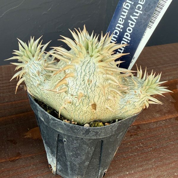 パキポディウム:エニグマチカム(多頭・実生株) 2号