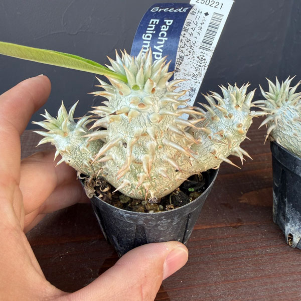 パキポディウム:エニグマチカム(多頭・実生株) 2号