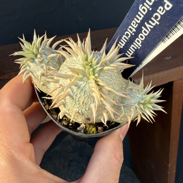 パキポディウム:エニグマチカム(多頭・実生株) 2号