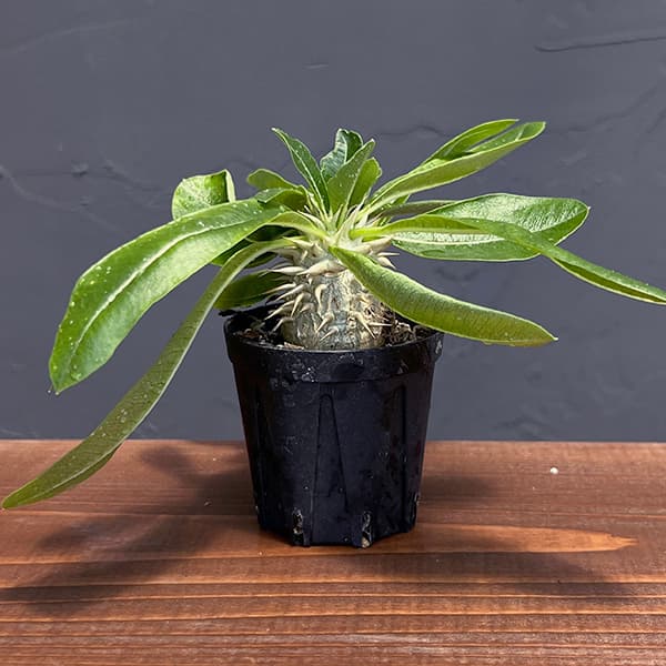 パキポディウム:エニグマチカム(多頭・実生株) 2号