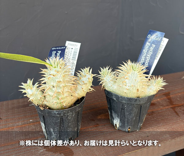 パキポディウム:エニグマチカム(多頭・実生株) 2号