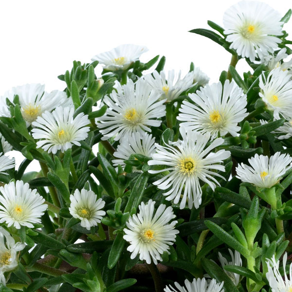 [26年3月中下旬予約]マツバギク：おひさま花火 サンドジェム ホワイト3号ポット