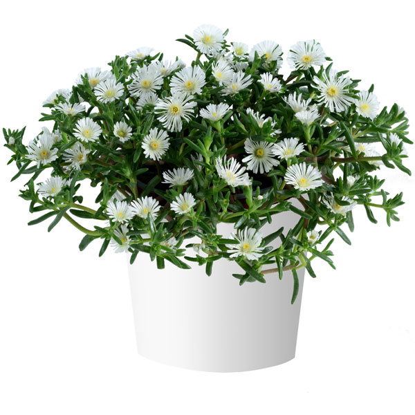 [26年3月中下旬予約]マツバギク：おひさま花火 サンドジェム ホワイト3号ポット