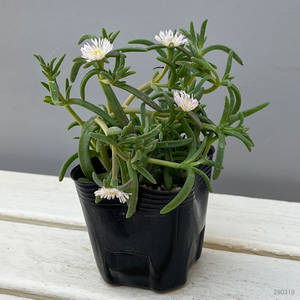 マツバギク：おひさま花火 サンドジェム ホワイト3号ポット