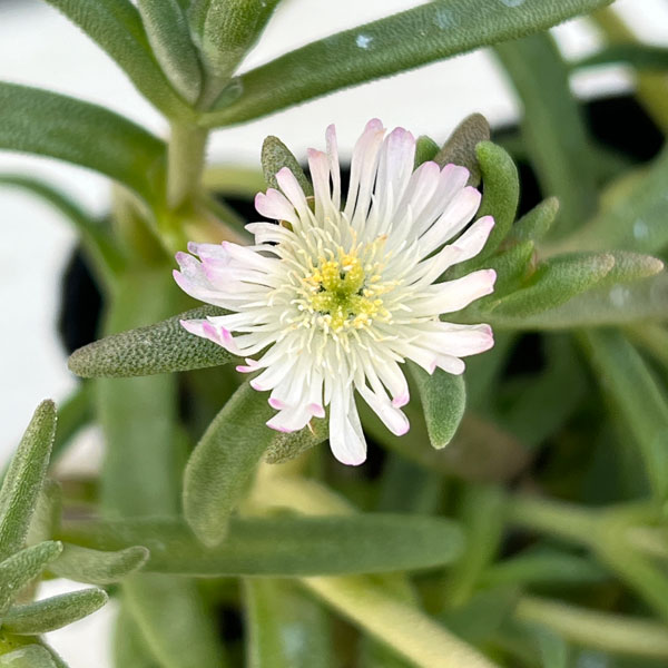 マツバギク：おひさま花火 サンドジェム ホワイト3号ポット